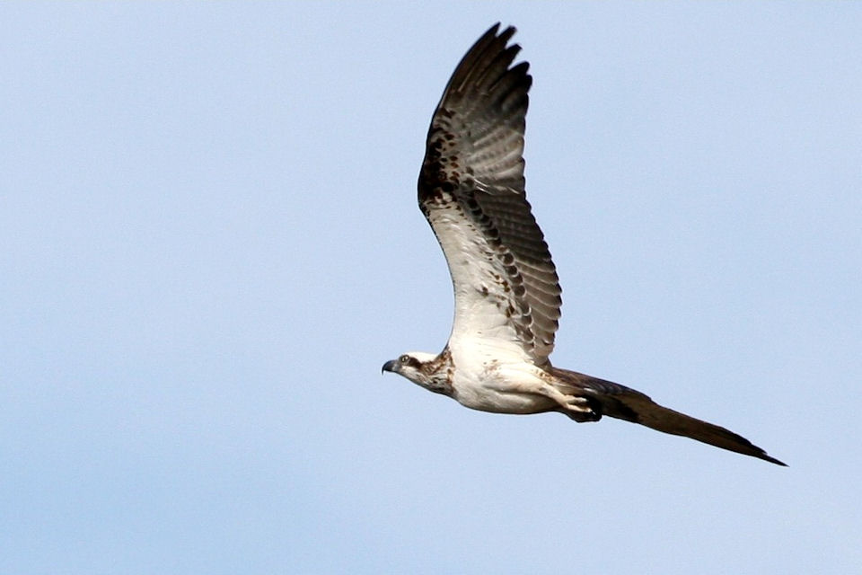 Eastern Osprey (Pandion cristatus)